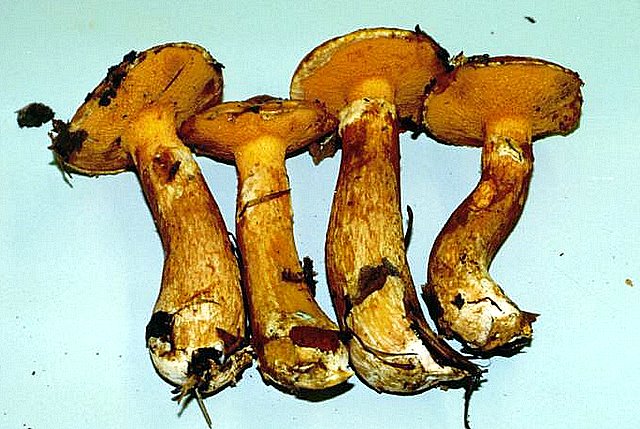 Suillus tridentinus.